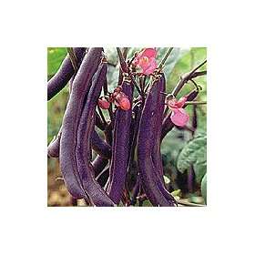  Organic Royalty Purple Podded Snap Bush Bean   70 Seeds 