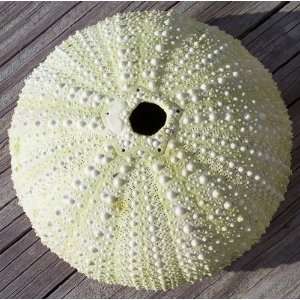  Green Sea Urchin  New England Sea Shell 