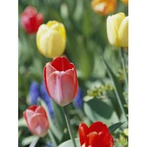  Spring Flowers, Tulips, Late April, Massachusetts 