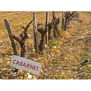 Cabernet Sauvignon Vines and Sign at La Truffe De Ventoux Truffle Farm 