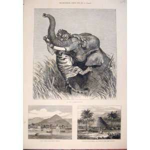   1876 Indian Hunting Trophy Tiger Elephant Samoa Apia