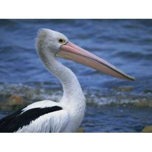  Australian Pelican, Kingscote, Kangaroo Island, South Australia 
