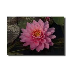  Lotus Water Lily Maryland Giclee Print