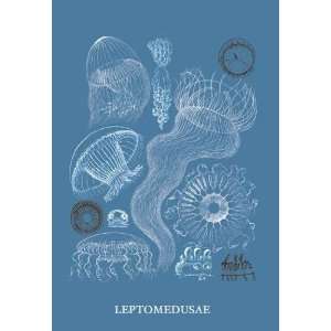 Exclusive By Buyenlarge Jellyfish Leptomedusae 20x30 poster  