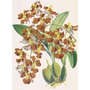    Oncidium Crispum artist W.H. Fitch 26x32.5