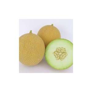  Arava F 1 Melon   10,000 seeds Patio, Lawn & Garden