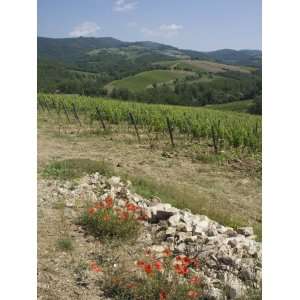 Typical Tuscan View around the Area of Lamole, Near Greve, Chianti 