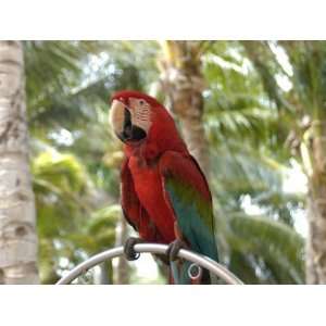  Parrot at Radisson Resort, Palm Beach, Aruba, Caribbean 