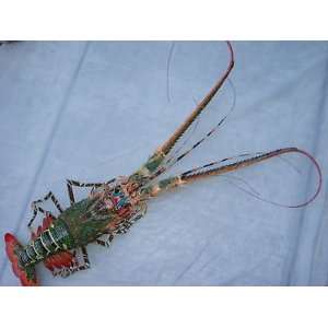  Hand Made Bamboo Model Big Lobster for Wall Decoration 50 