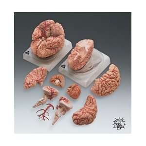 Deluxe Brain With Arteries  Industrial & Scientific