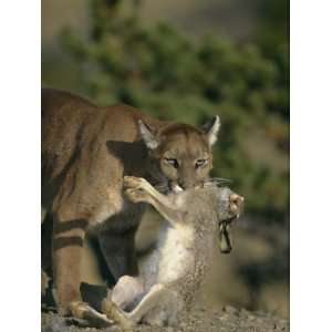  A Female Mountain Lion with a Freshly Killed Rabbit in Her 