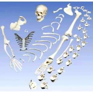  Disarticulated Full Skeleton with 3 Part Skull Model#AW 
