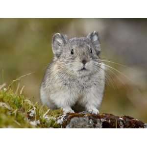  Collared Pika (Ochotona Collaris), Hatcher Pass, Alaska 