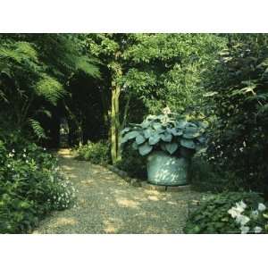  Shady Border, Foliage Plants and Hosta in Large Container 