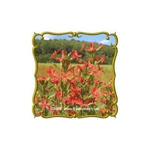  Royal Catchfly (Silene regia) Jumbo Wildflower Seed Packet 