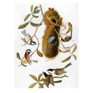  Audubon Titmouse Giclee Poster Print