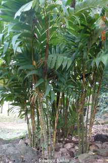 BIG Pinanga Palm Tree Mottled Leaf RainForest 18 24+in  