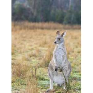  Grey Kangaroo, Kosciuszko National Park, New South Wales, Australia 