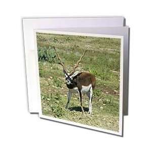 com Jackie Popp Nature N Wildlife animals   Indian Blackbuck Antelope 
