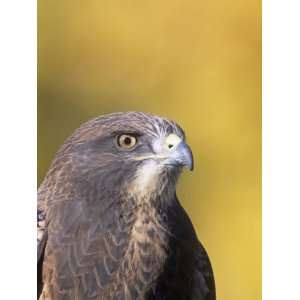 Swainsons Hawk Head (Buteo Swainsoni), North America Photographic 