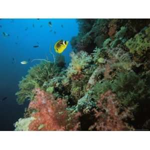 Racoon Butterflyfish and Other Fish Swim Near a Reef Wall 