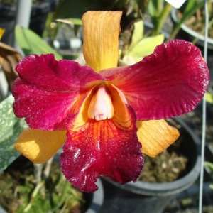  SC89 Orchid Plant Blc Tzeng Wen Beauty Bright Pot Pack 