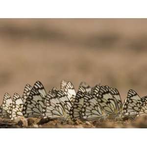  Group of Butterflies Eating Minerals from the Soil 