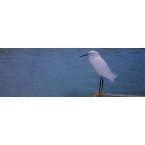 Snowy Egret, Gulf of Mexico, Florida, USA by Panoramic Images , 8x24