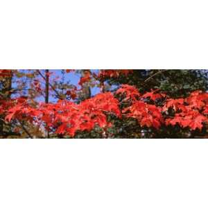 Red Leaves on a Tree, Keweenaw Peninsula, Copper Harbor, Michigan, USA 