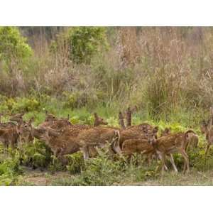  Spotted Deer, Cheetal, Axis Axis, Bandhavgarh National 