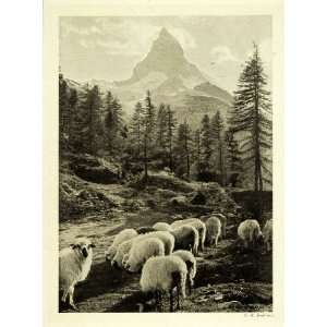   Swiss Alps Peak Farming Pine   Original Halftone Print