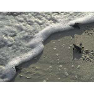  A Tiny Turtle Hatchling Heads for the Surf Stretched 