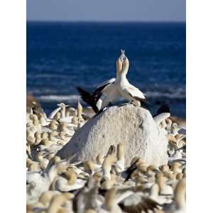  Cape Gannet (Morus Capensis) Pair Necking, Bird Island 