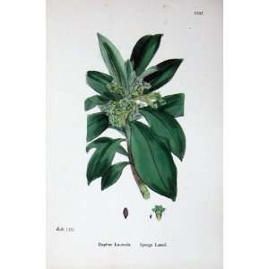 Botany Plants C1902 Spurge Laurel Daphne Laureola 