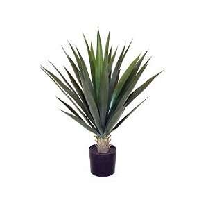  Yucca Tropical Plant Patio, Lawn & Garden