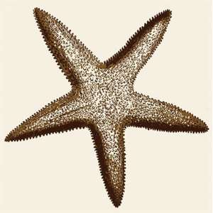  Starfish Finest LAMINATED Print Heidi Dobrott 8x8