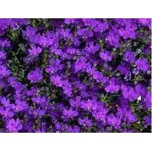  200 Blue Purple CRYSTAL PALACE LOBELIA Erinus Flower Seeds 