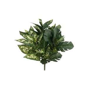   /Split Philodendron/Pothos Bush Plant x5 w/45 Lvs. (Pack of 12