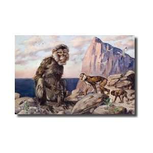  Barbary Apes Or Macaques In A Rock Of Gibraltar Setting 