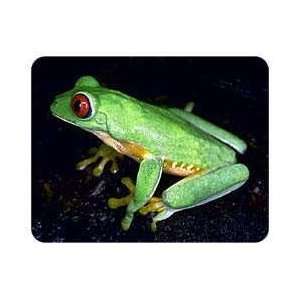 Red Eyed Tree Frog Coasters 