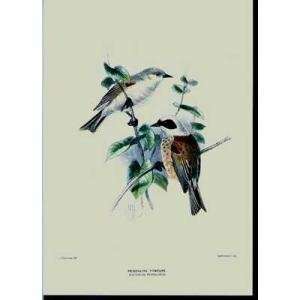  Penduline Titmouse Poster Print