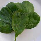 Heirloom Spinach seed, Giant Noble Spinach, 300 seeds  