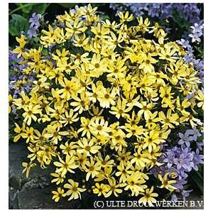  Coreopsis Moonbeam Home & Garden