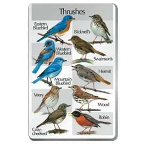  Identiflyer SongCard   Thrushes 