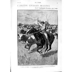  1901 Lord Lamington Cattle Bigge Crichton Australia 