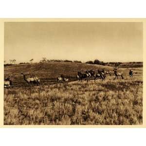  1926 Wapiti Elk Buffalo Park Wainwright Alberta Canada 