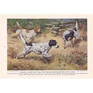  Setters hunt Quail Born Hunter the Bird Dogs Walter Weber Dog Print