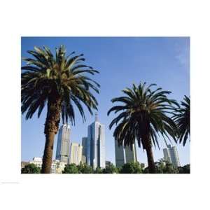  Palm trees in a city, Melbourne, Australia Poster (24.00 x 