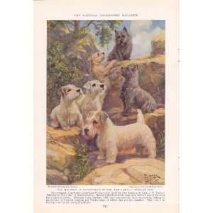   Terriers Debonair Cairn Terrier Edward Herbert Miner Vintage Dog Print