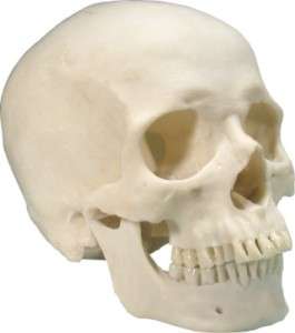 HALLOWEEN HORROR MOVIE PROP   Realistic Resin Human Skull Replica 